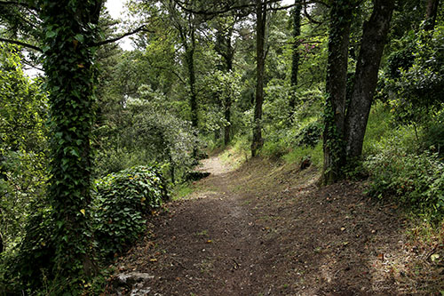 Il sentiero del bosco